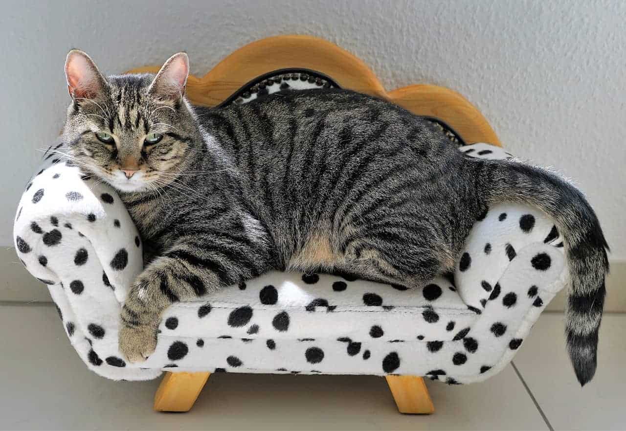 cat sofa bed
